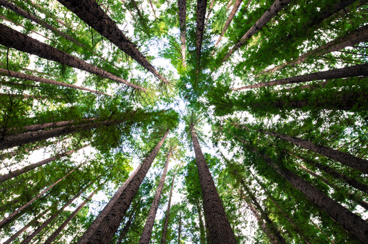 Our Environmental Responsibilities.