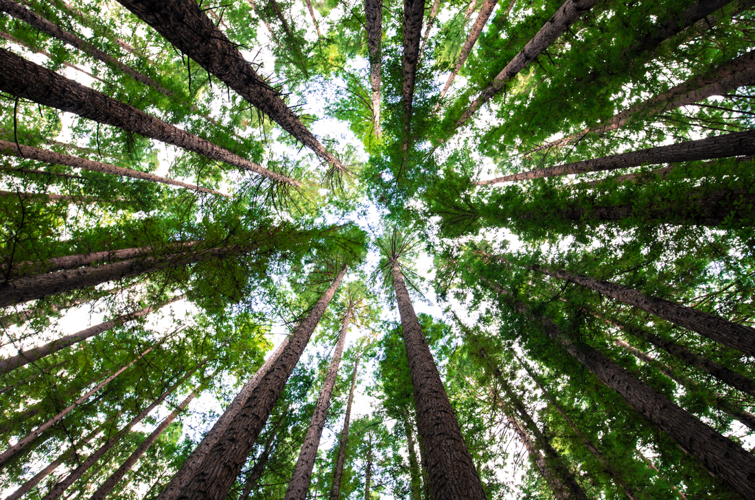 Our Environmental Responsibilities.